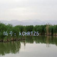 ЧӦ
