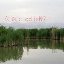 ЧӦ