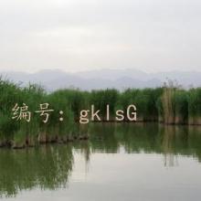 ʧ